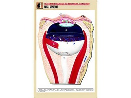 Рельефная таблица "Глаз. Строение" (формат А1, матовое ламинирование) - fgospostavki.ru - Санкт-Петербург