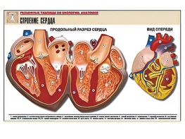 Рельефная таблица "Строение сердца" (формат А1, матовое ламинирование) - fgospostavki.ru - Санкт-Петербург