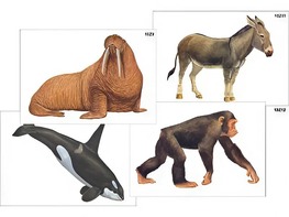 Модель-аппликация "Разнообразие высших хордовых 2. Млекопитающие" (ламинированная) - fgospostavki.ru - Санкт-Петербург