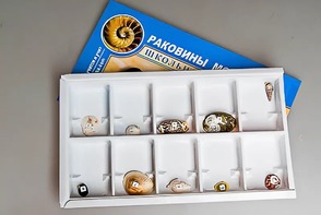 Коллекция "Раковины моллюсков" - fgospostavki.ru - Санкт-Петербург