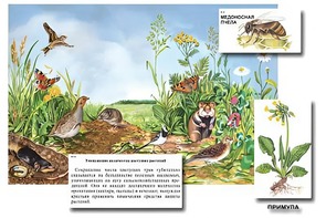 Магнитный плакат-аппликация "Луг: биоразнообразие и взаимосвязи в сообществе" - fgospostavki.ru - Санкт-Петербург