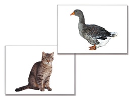 Дидактическое пособие "Домашние животные" (24 карточки) - fgospostavki.ru - Санкт-Петербург