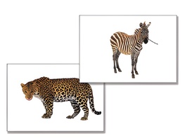 Дидактическое пособие "Дикие животные" - fgospostavki.ru - Санкт-Петербург