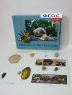 Коллекция "Раковины моллюсков" - fgospostavki.ru - Санкт-Петербург