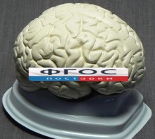 Модель "Мозг в разрезе" (белый) - fgospostavki.ru - Санкт-Петербург