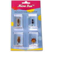 Набор микропрепаратов для стереомикроскопа №14 «Насекомые» - fgospostavki.ru - Санкт-Петербург