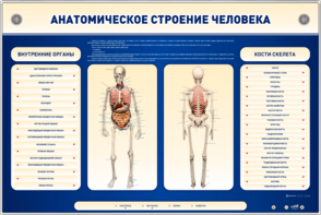 Электрифицированный стенд-тренажер c макетом скелета "Анатомическое строение человека" - fgospostavki.ru - Санкт-Петербург