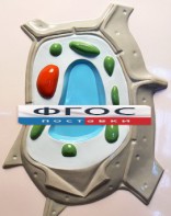 Модель барельефная "Растительная клетка" - fgospostavki.ru - Санкт-Петербург