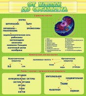 Стенд "От клетки до организма" - fgospostavki.ru - Санкт-Петербург